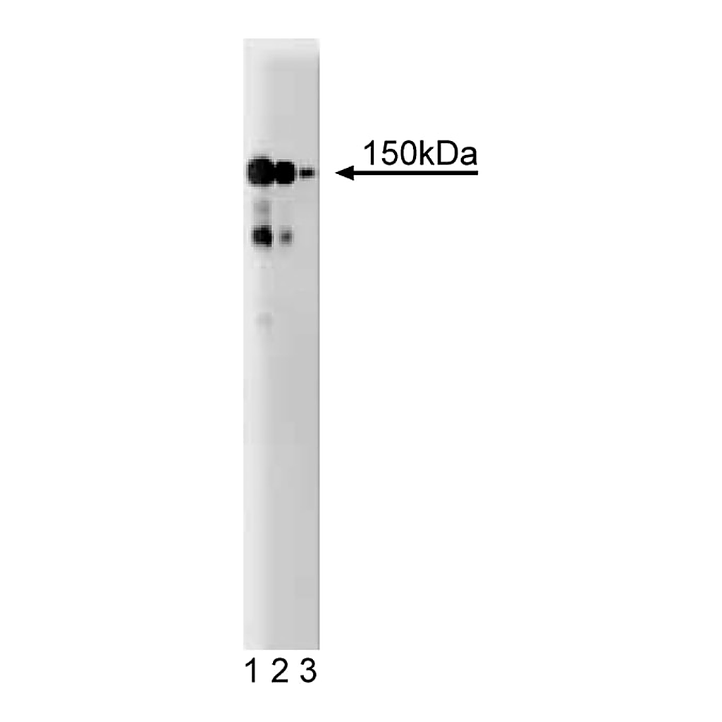 BD Purified Mouse Anti-Human CD49b