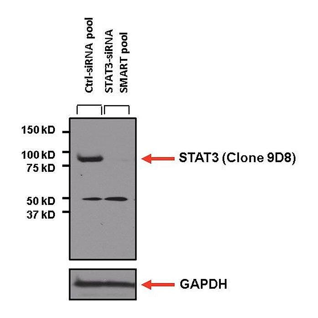 Thermo Fisher Scientific Goat anti-Mouse IgG (H+L) Secondary Antibody, HRP