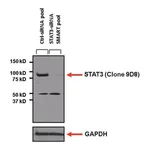 Thermo Fisher Scientific Goat anti-Mouse IgG (H+L) Secondary Antibody, HRP