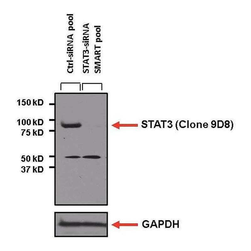 Thermo Fisher Scientific Goat anti-Mouse IgG (H+L) Secondary Antibody, HRP