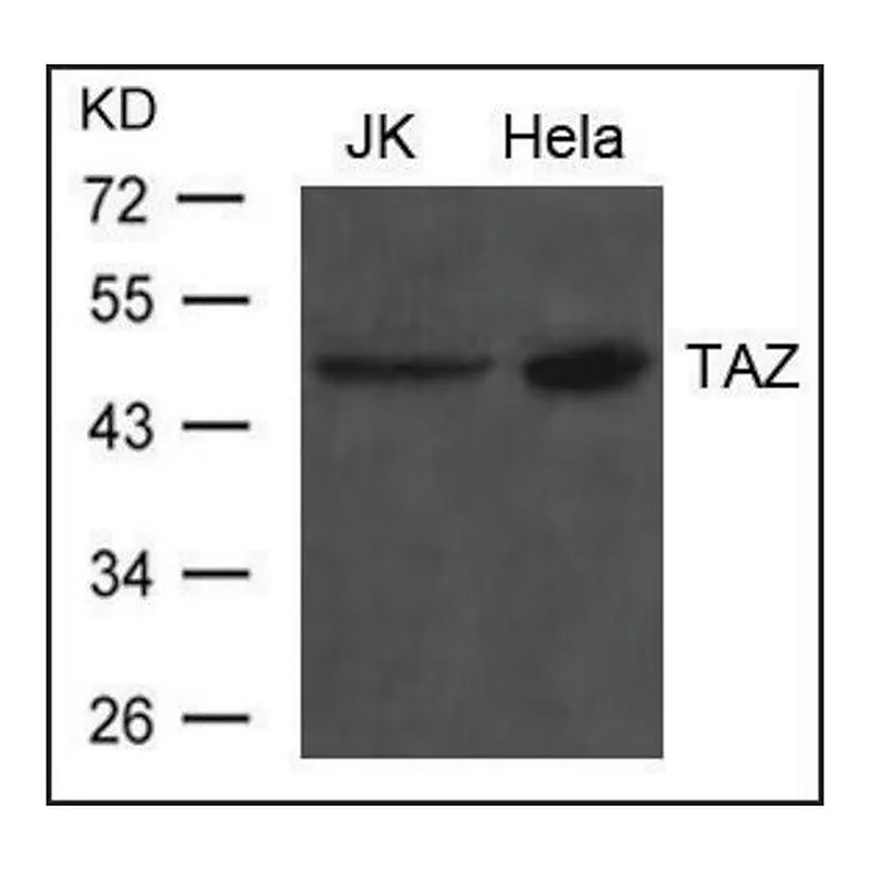Merck Anti-TAZ antibody produced in rabbit