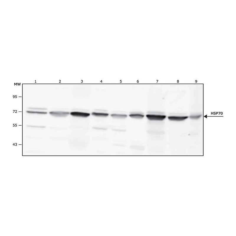 Merck Anti-HSP70 antibody produced in rabbit