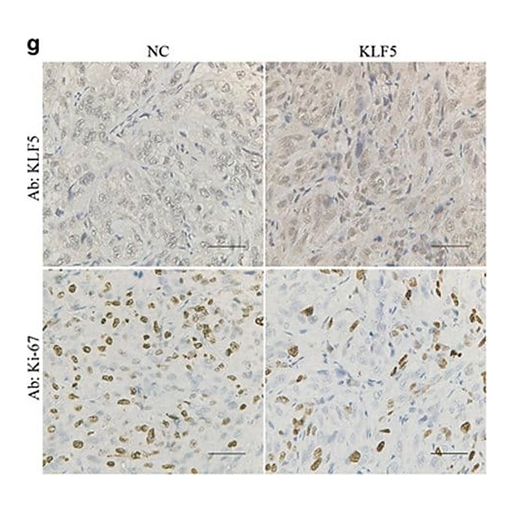 Merck Anti-KLF5 antibody produced in rabbit