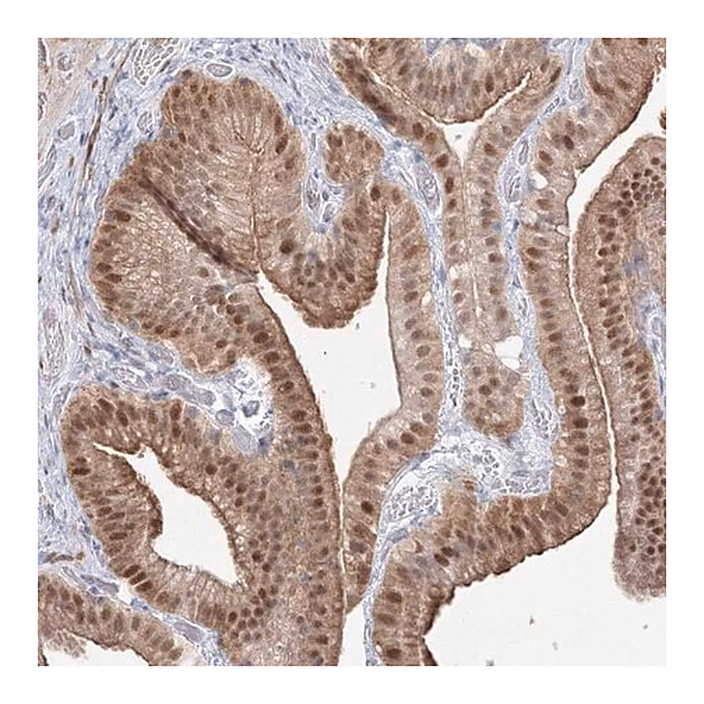 Merck Anti-ARHGAP21 antibody produced in rabbit