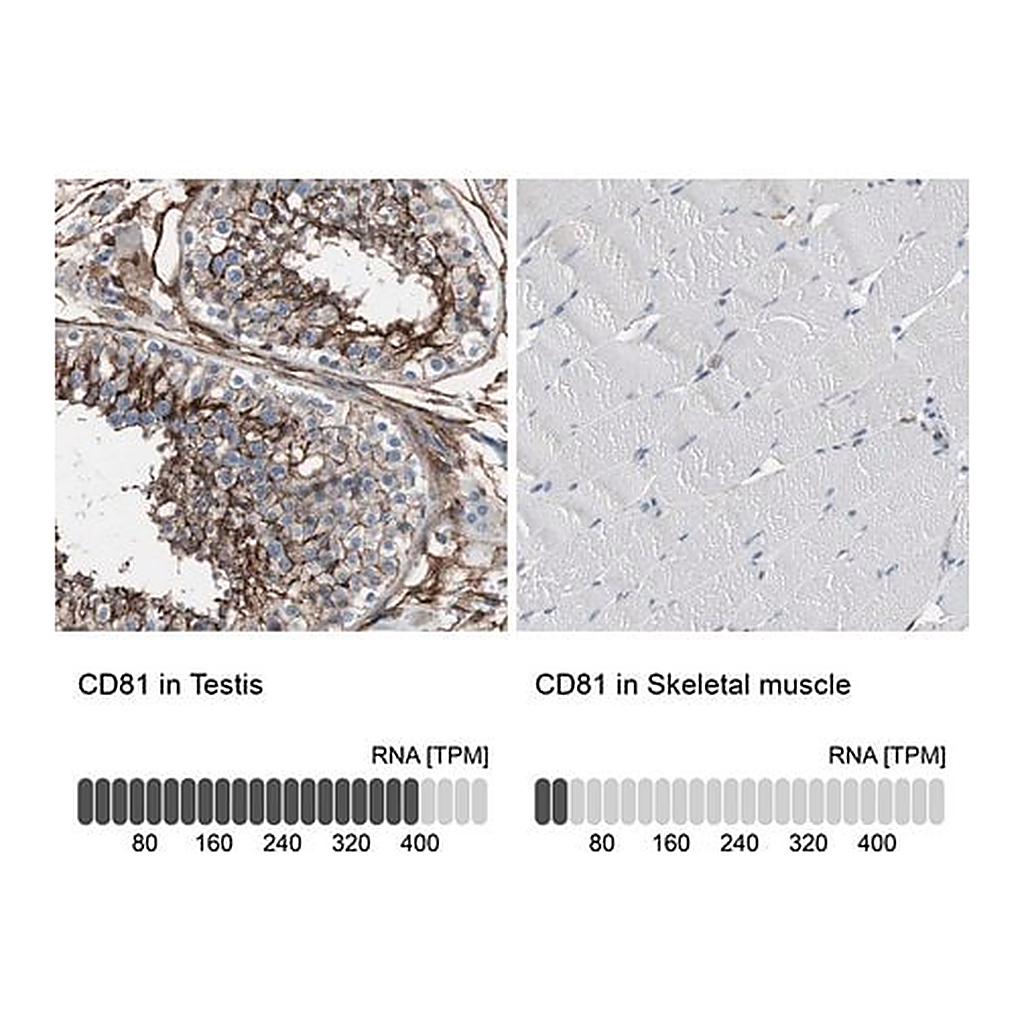 Merck Anti-CD81 antibody produced in rabbit