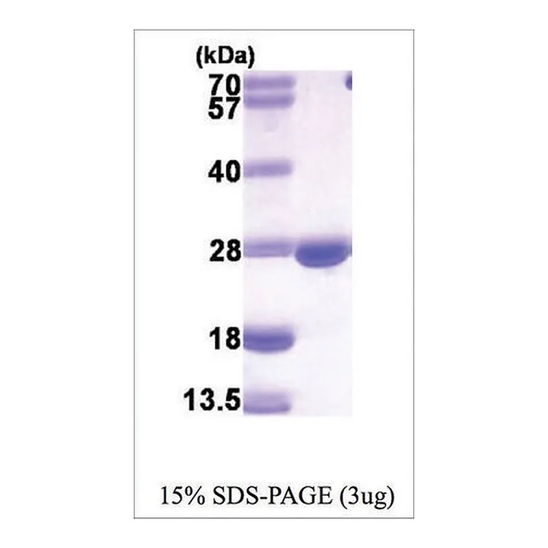 Merck DHFR from mouse