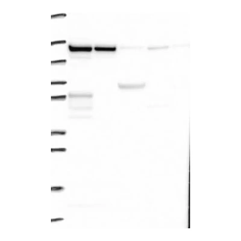 Merck Anti-ZC3H7B antibody produced in rabbit