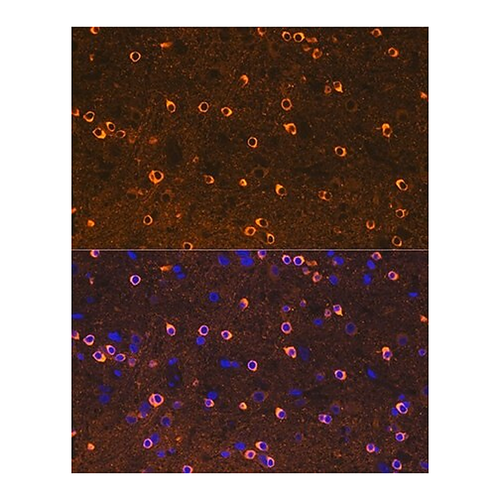 Merck Anti-CRMP2/DPYSL2 antibody produced in rabbit