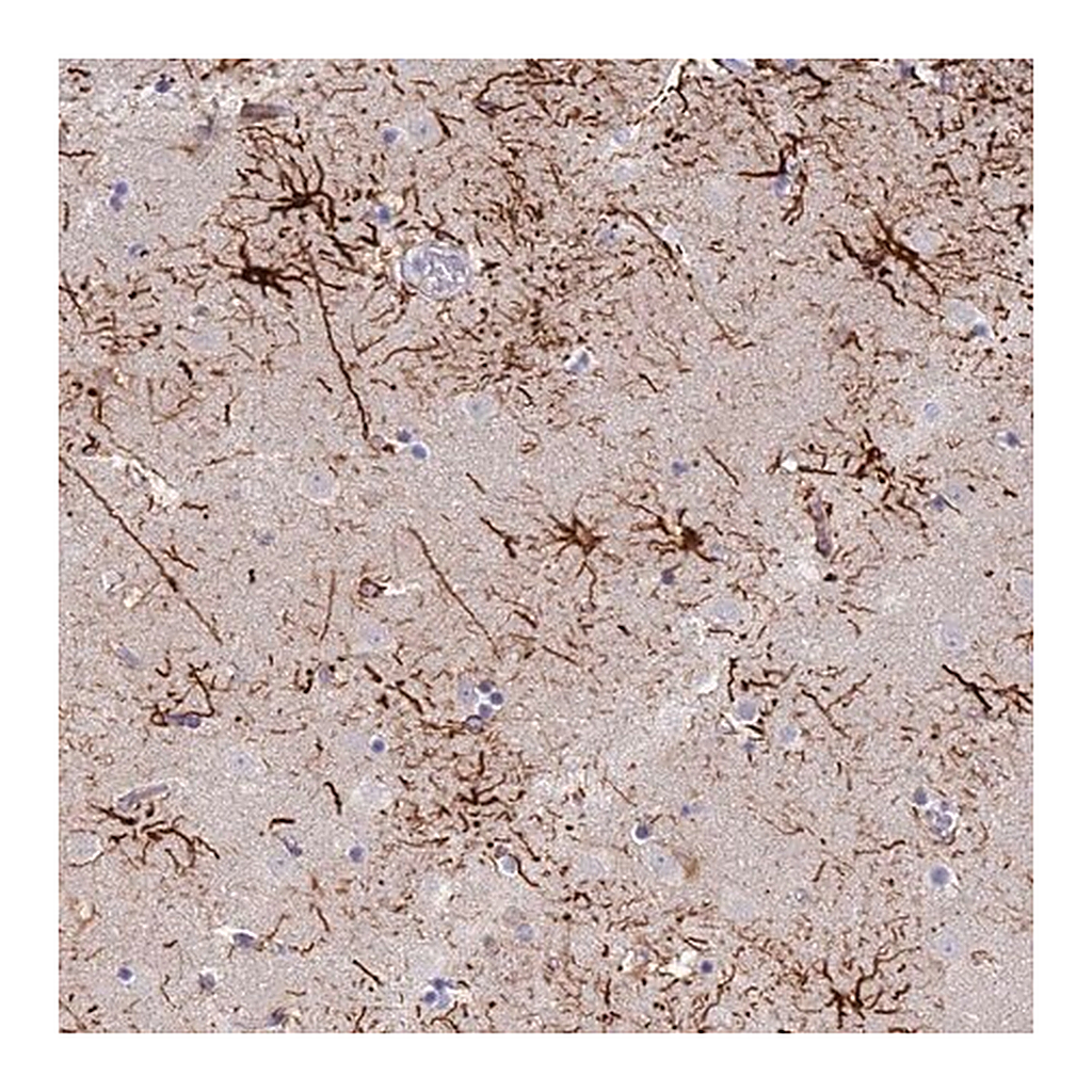 Merck Anti-STK25 antibody produced in rabbit