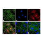 Thermo Fisher Scientific Goat anti-Rat IgG (H+L) Secondary Antibody, Rhodamine
