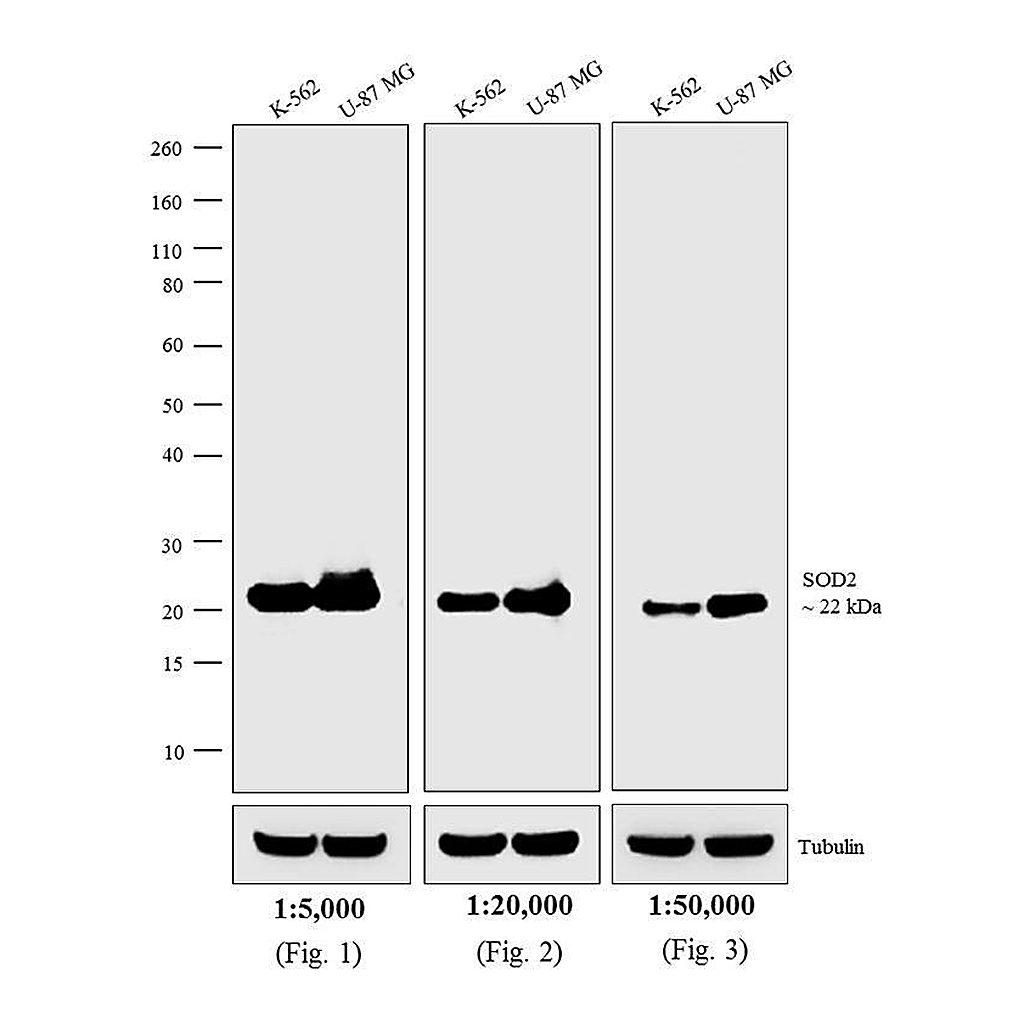 Thermo Fisher Scientific Goat anti-Mouse IgG, IgM (H+L) Secondary Antibody, AP