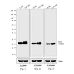 Thermo Fisher Scientific Goat anti-Mouse IgG, IgM (H+L) Secondary Antibody, AP