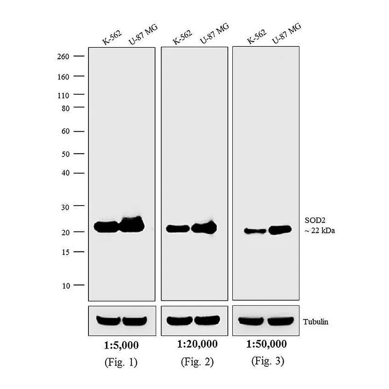 Thermo Fisher Scientific Goat anti-Mouse IgG, IgM (H+L) Secondary Antibody, AP
