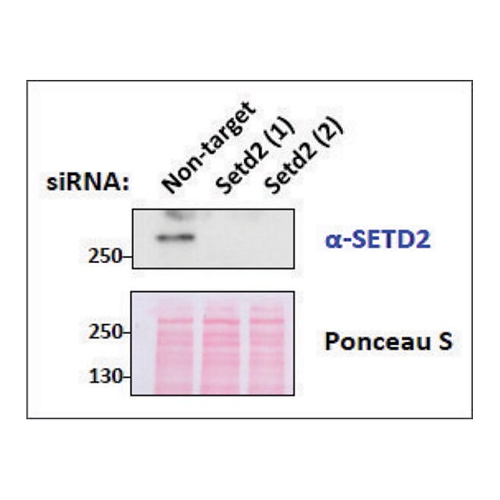 Merck Anti-SETD2 antibody produced in goat