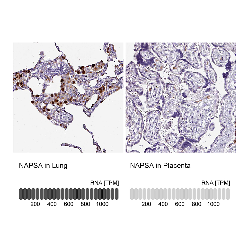 Atlas Antibodies Anti-NAPSA Antibody