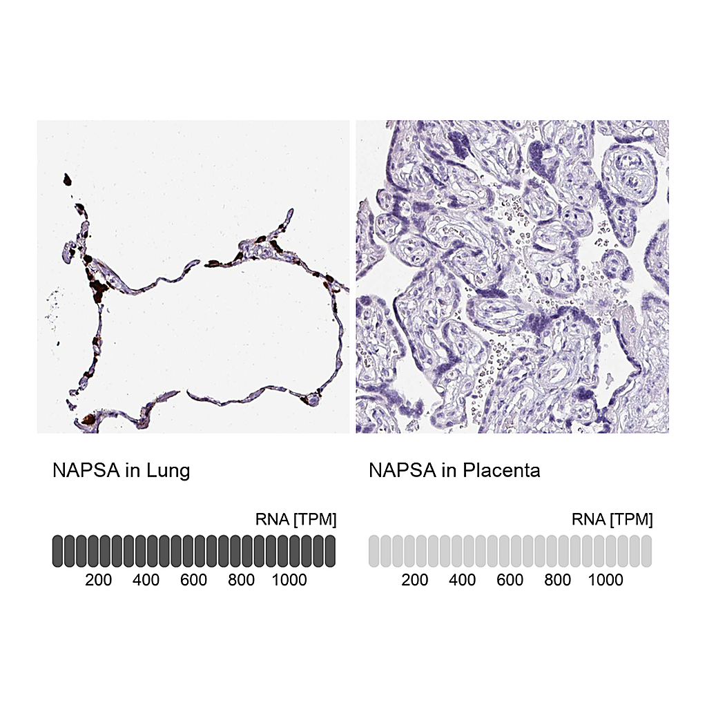Atlas Antibodies Anti-NAPSA Antibody