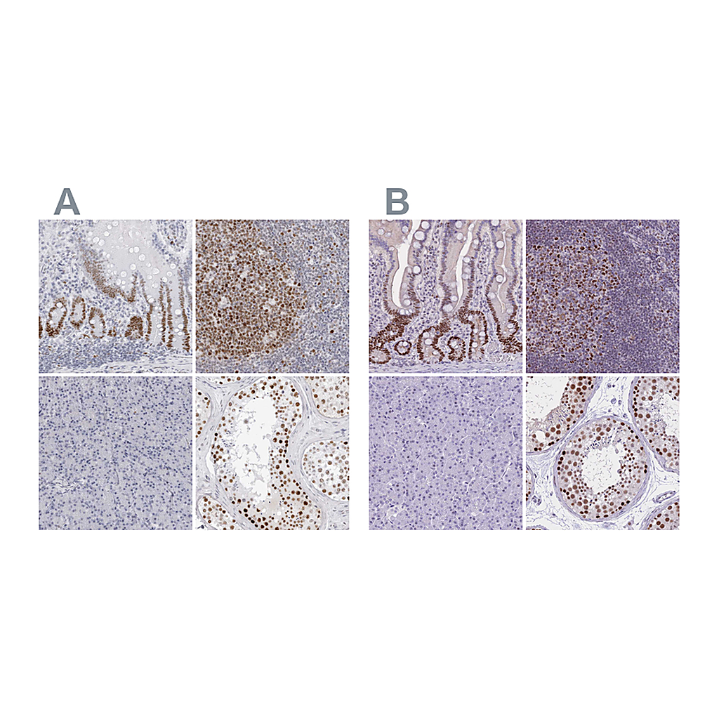 Atlas Antibodies Anti-NASP Antibody