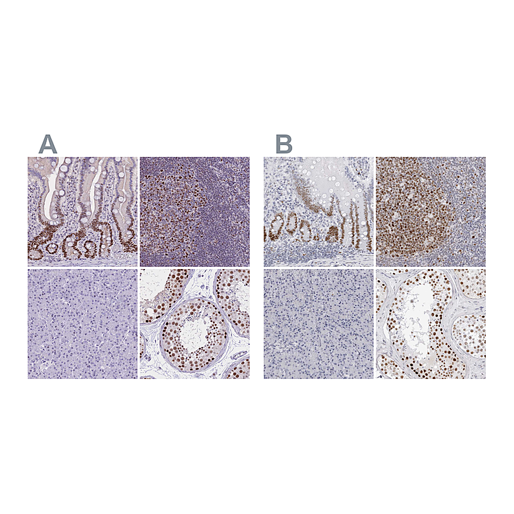 Atlas Antibodies Anti-NASP Antibody