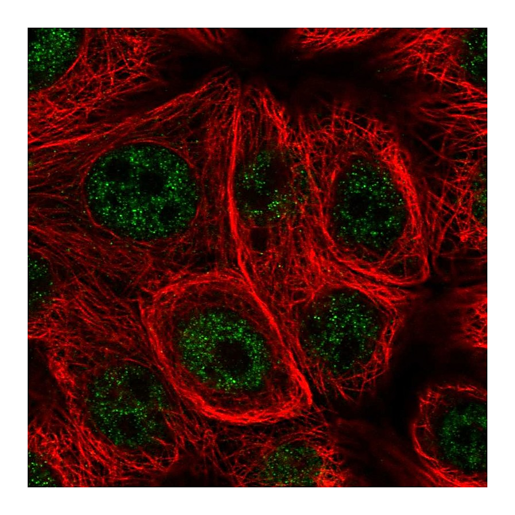 Atlas Antibodies Anti-MSRB1 Antibody