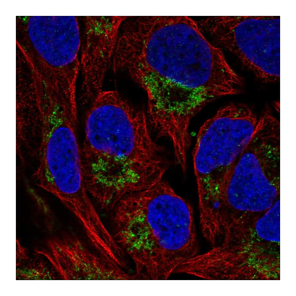 Atlas Antibodies Anti-NAT14 Antibody
