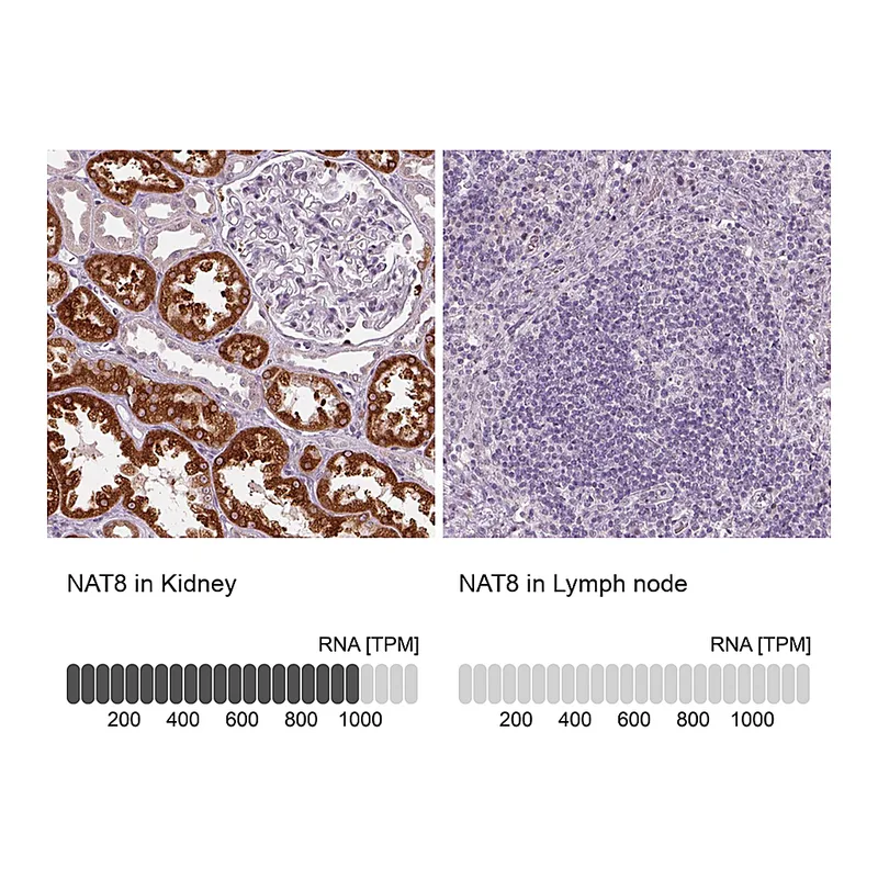Atlas Antibodies Anti-NAT8 Antibody
