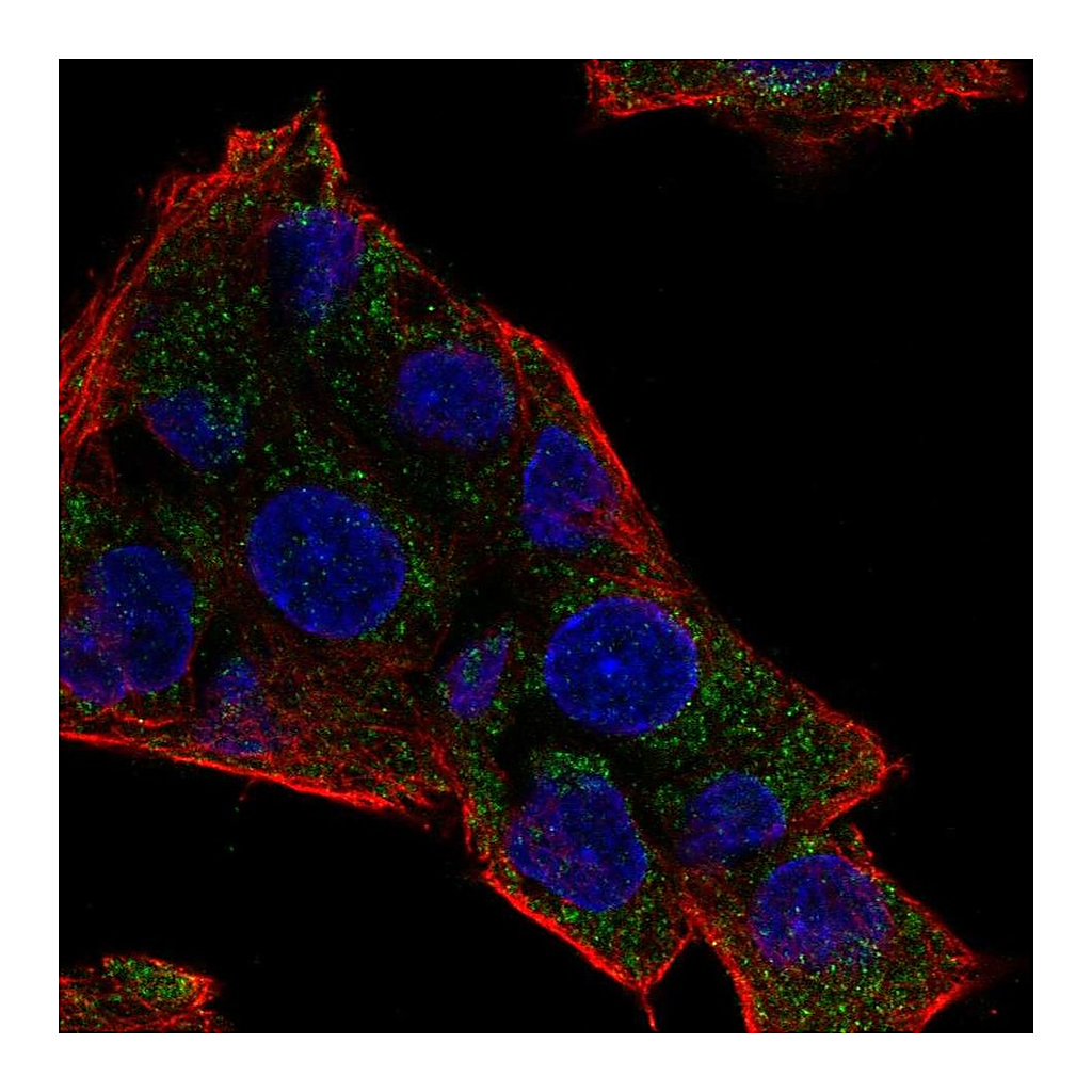 Atlas Antibodies Anti-NAT8 Antibody
