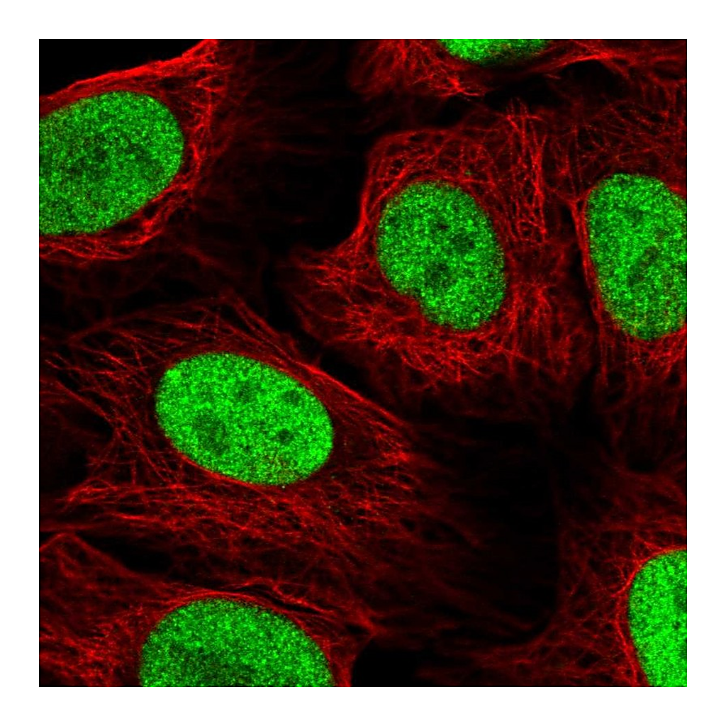 Atlas Antibodies Anti-NAT9 Antibody