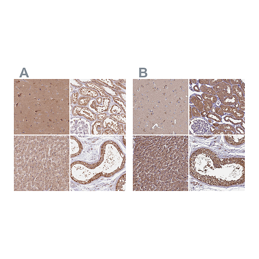 Atlas Antibodies Anti-NAXE Antibody