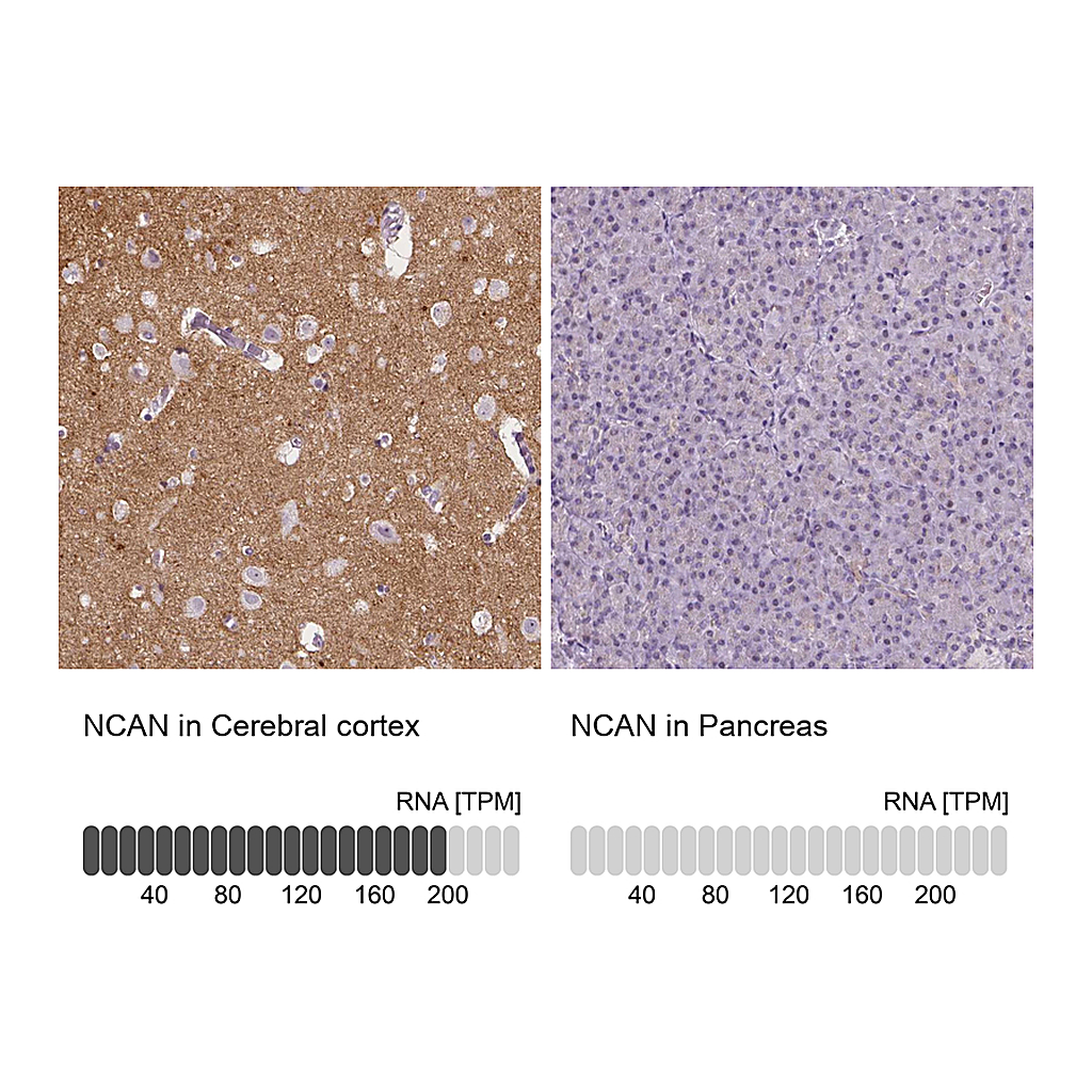 Atlas Antibodies Anti-NCAN Antibody