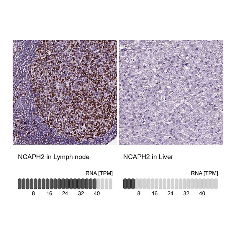 Atlas Antibodies Anti-NCAPH2 Antibody