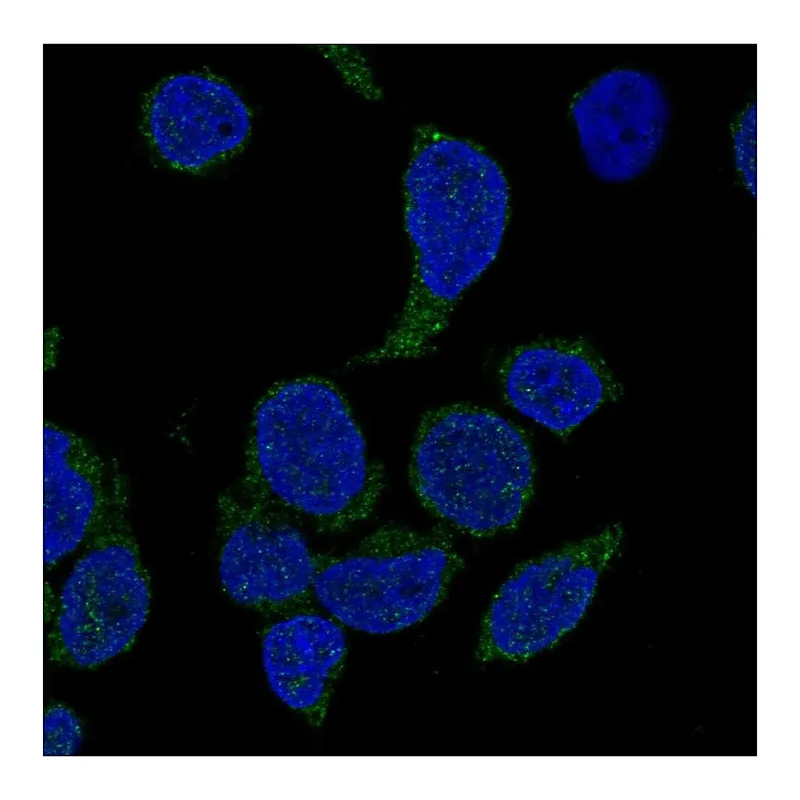 Atlas Antibodies Anti-NCF4 Antibody