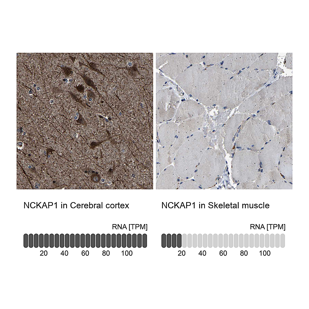 Atlas Antibodies Anti-NCKAP1 Antibody