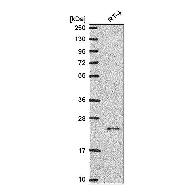 Atlas Antibodies Anti-NCKIPSD Antibody