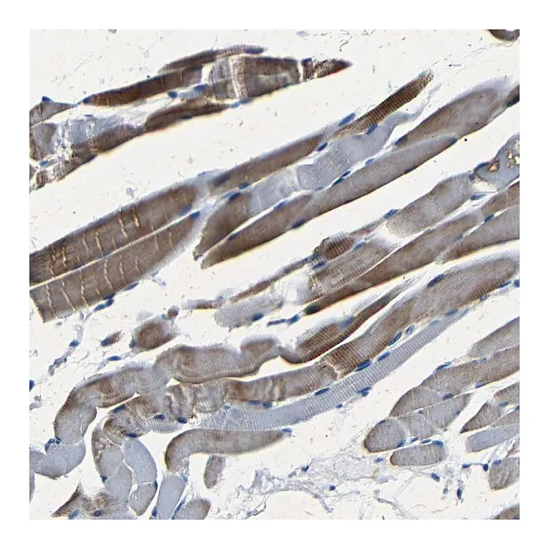 Atlas Antibodies Anti-NCMAP Antibody