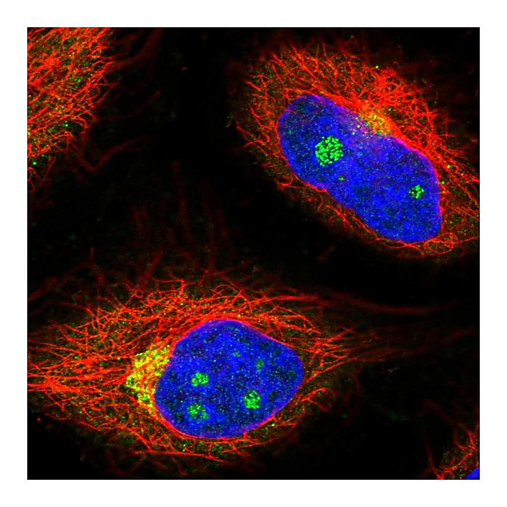 Atlas Antibodies Anti-NCOA4 Antibody