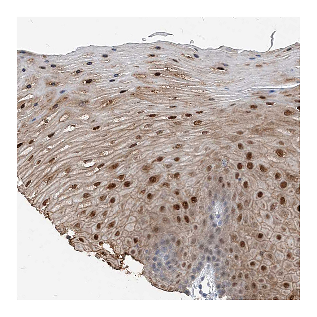 Atlas Antibodies Anti-NCOA7 Antibody