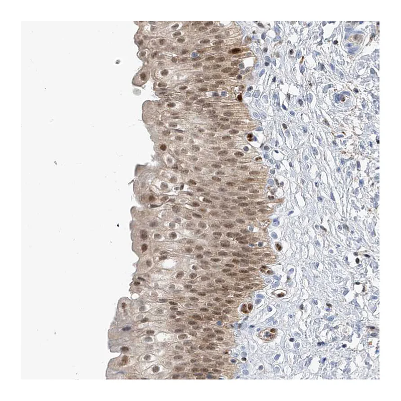 Atlas Antibodies Anti-NCOA7 Antibody