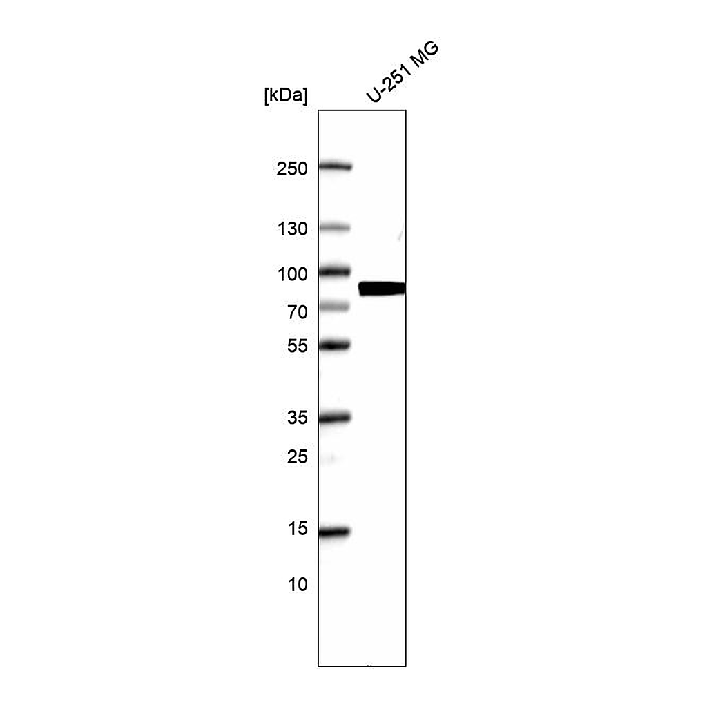 Atlas Antibodies Anti-NDC80 Antibody