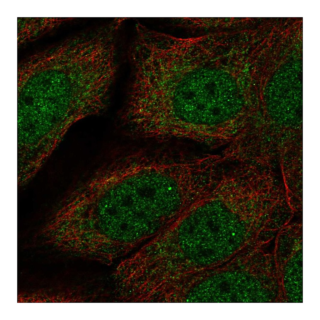 Atlas Antibodies Anti-NDN Antibody