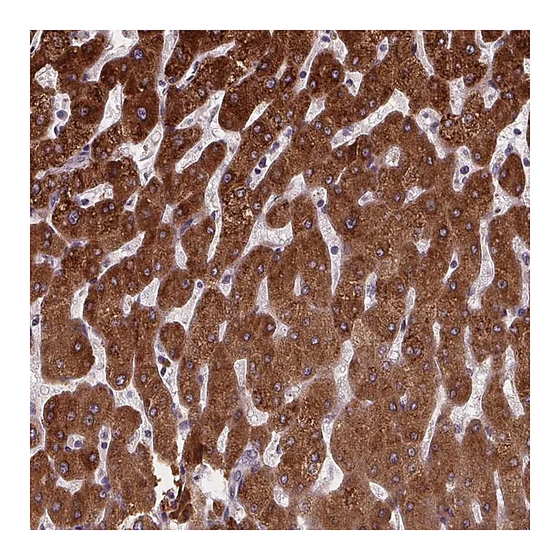 Atlas Antibodies Anti-NDST1 Antibody