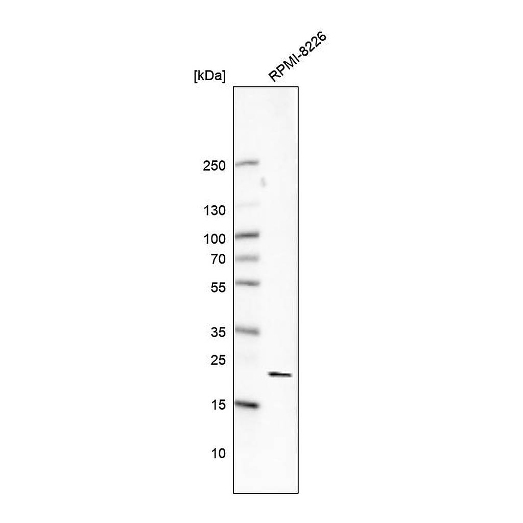 Atlas Antibodies Anti-NDUFA11 Antibody