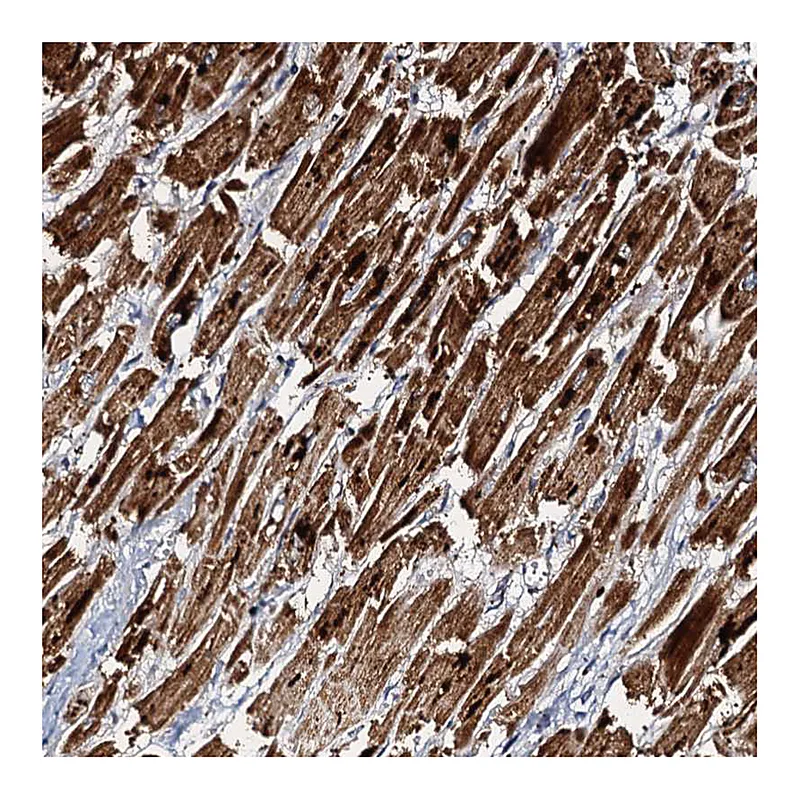 Atlas Antibodies Anti-NDUFA12 Antibody