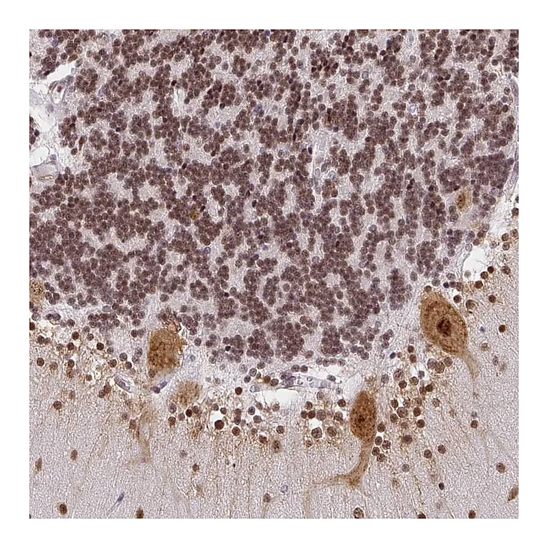 Atlas Antibodies Anti-NDUFAB1 Antibody