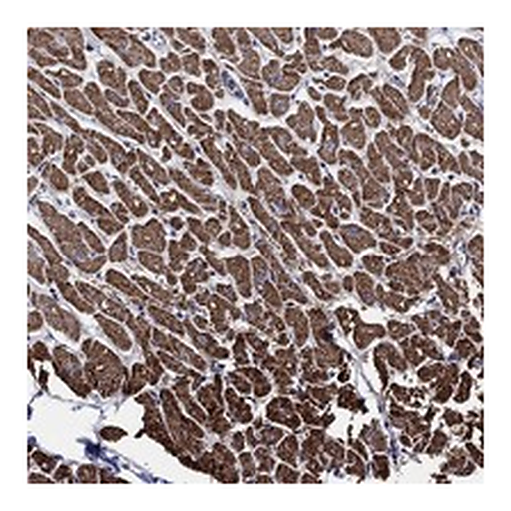 Atlas Antibodies Anti-NDUFAB1 Antibody