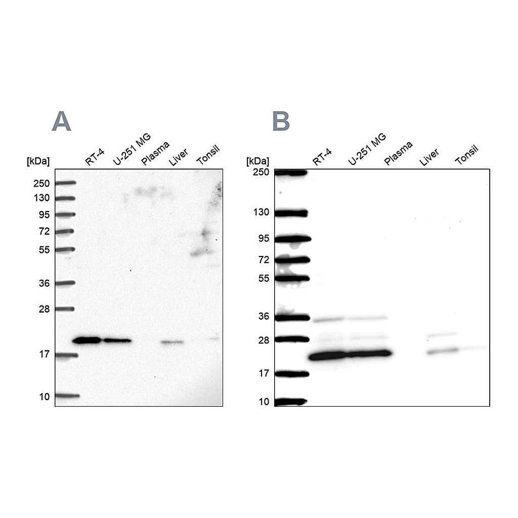 Atlas Antibodies Anti-NDUFAF2 Antibody