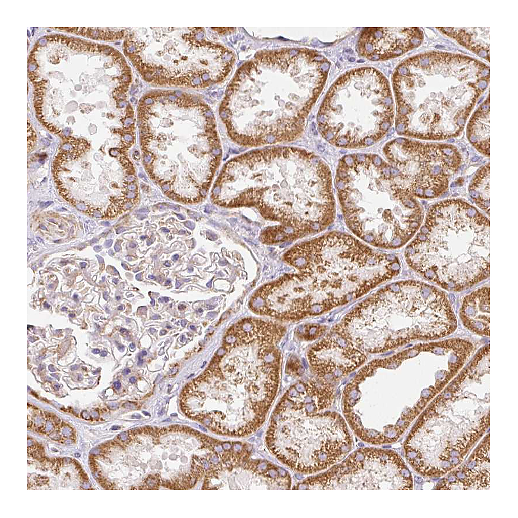 Atlas Antibodies Anti-NDUFAF2 Antibody