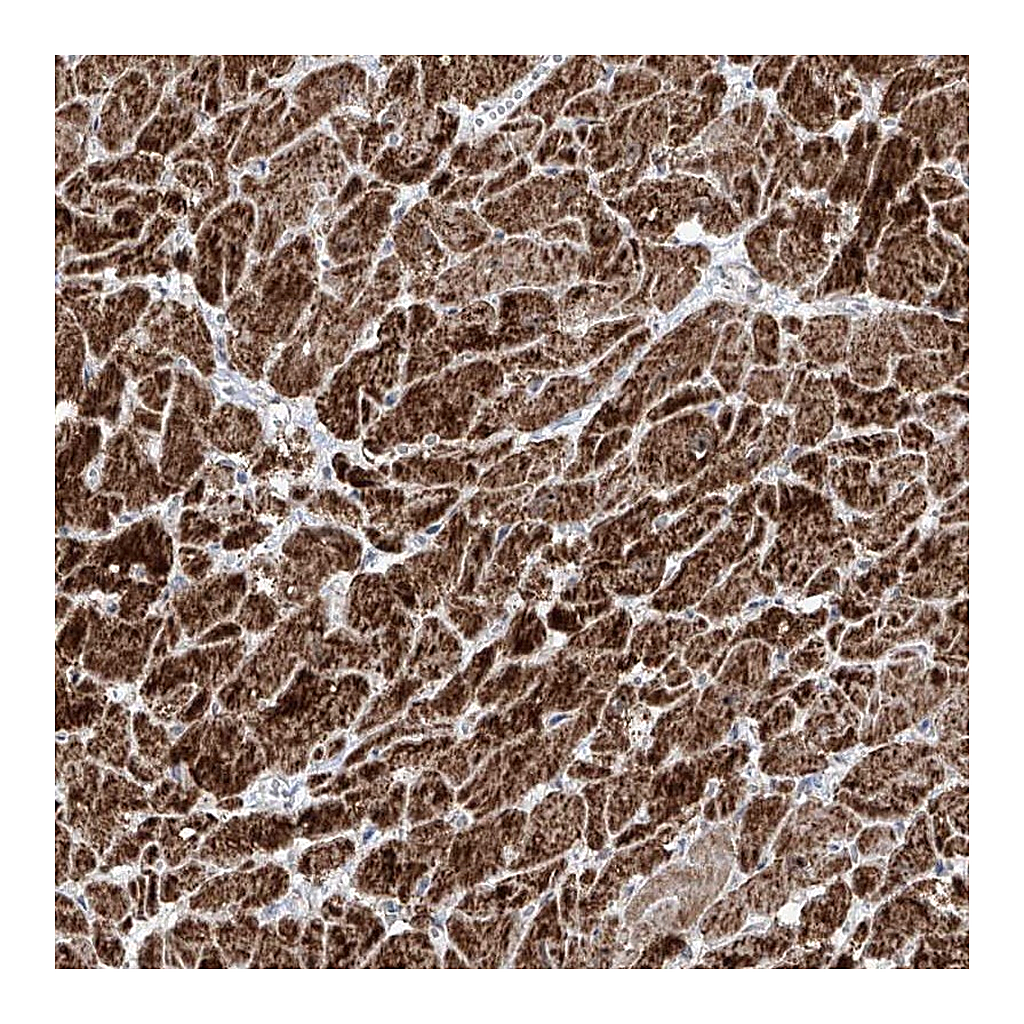 Atlas Antibodies Anti-NDUFB3 Antibody