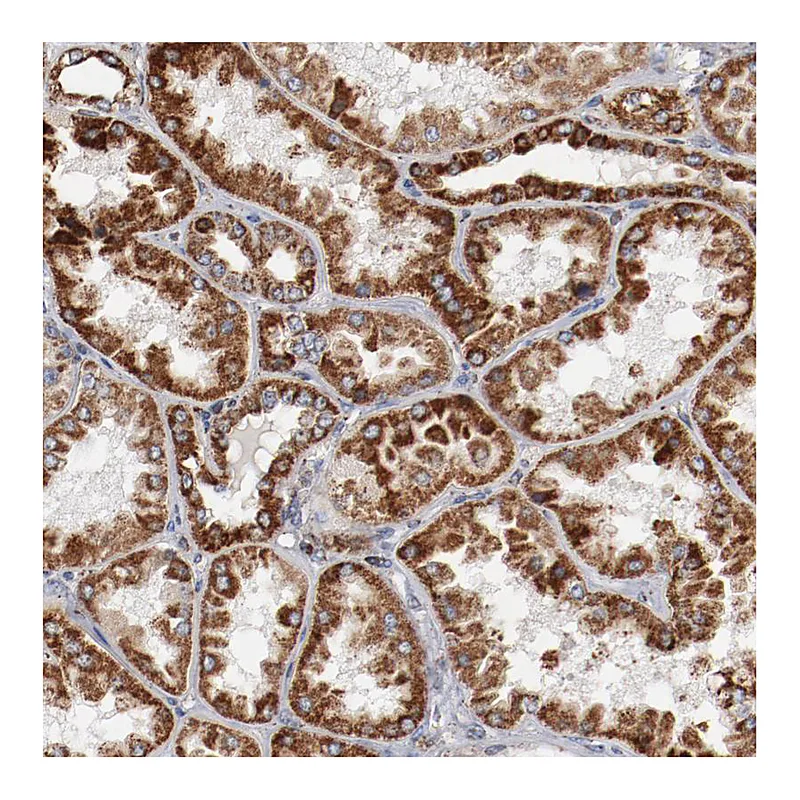 Atlas Antibodies Anti-NDUFS4 Antibody