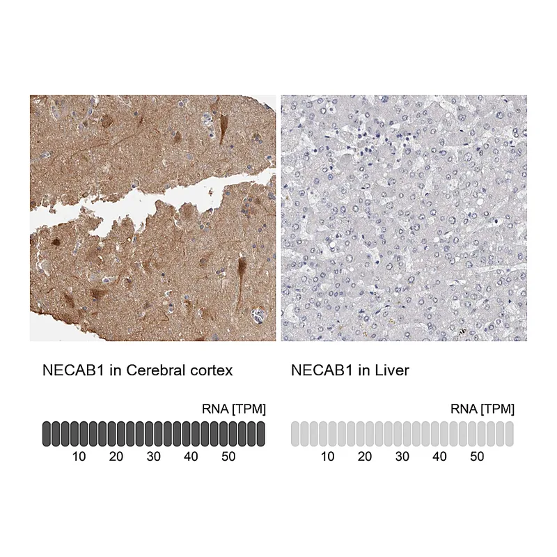 Atlas Antibodies Anti-NECAB1 Antibody
