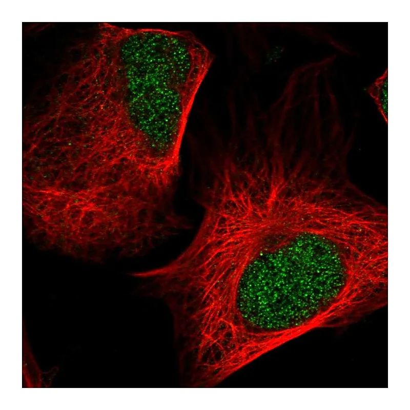 Atlas Antibodies Anti-NEDD8 Antibody